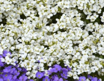 Aubrieta ‘Regado White’ - Randjesbloem