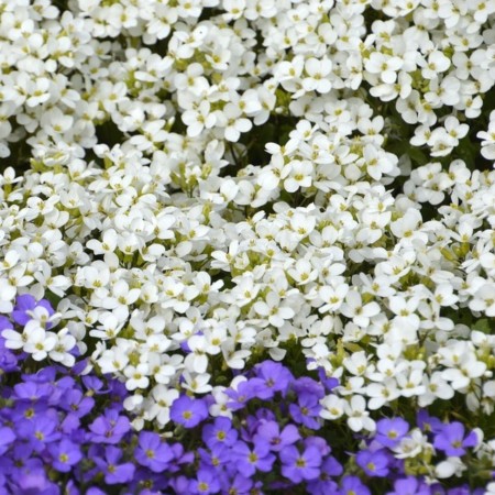 Aubrieta ‘Regado White’ - Randjesbloem