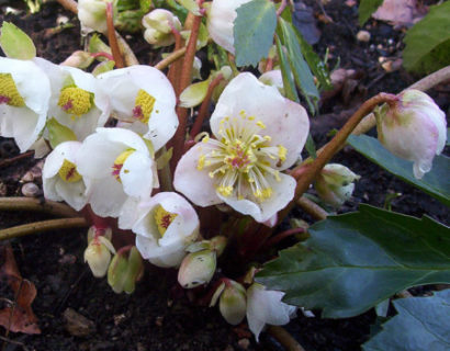 Helleborus niger ‘Praecox’ - Kerstroos