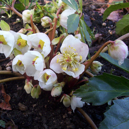 Helleborus niger ‘Praecox’ - Kerstroos