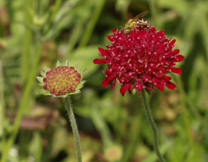 Knautia macedonica ‘Mars Midget’ - Beemdkroon