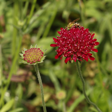 Knautia macedonica ‘Mars Midget’ - 