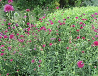 Knautia macedonica ‘Melton Pastels’ - beemdkroon