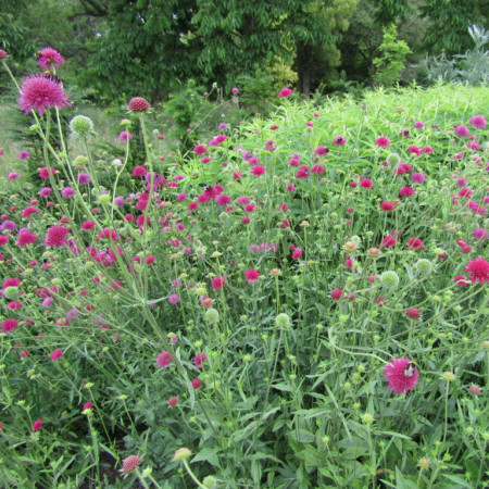 Knautia macedonica ‘Melton Pastels’ - beemdkroon