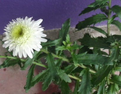 Leucanthemum ‘Wirral Surpreme’ - margriet