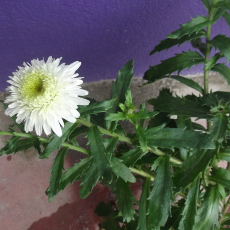 Leucanthemum ‘Wirral Surpreme’ - margriet