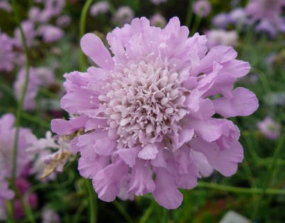 Scabiosa columbaria ‘Pink Mist’ - duifkruid