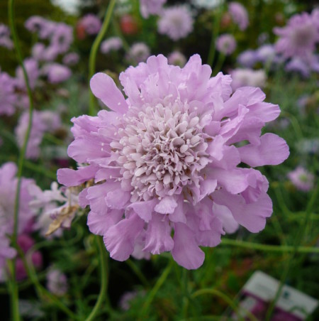 Scabiosa columbaria ‘Pink Mist’ - duifkruid