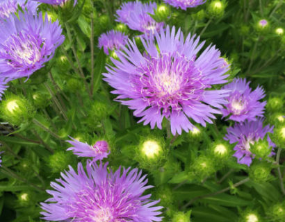 Stokesia laevis - korenbloemaster