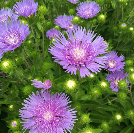 Stokesia laevis - korenbloemaster