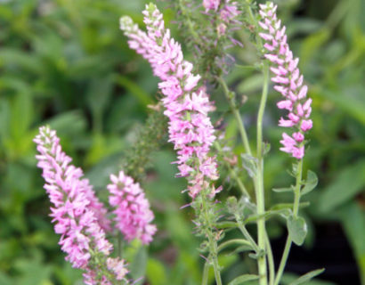 Veronica spicata ‘Heidekind’ - ereprijs