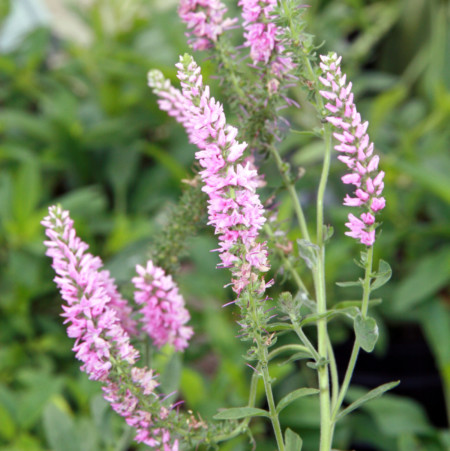 Veronica spicata ‘Heidekind’ - ereprijs