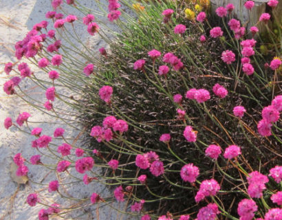 Armeria maritima ‘Rubrifolia’ - Engels gras