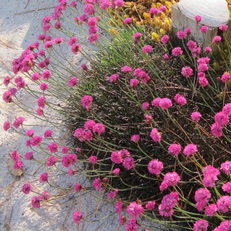 Armeria maritima ‘Rubrifolia’ - Engels gras