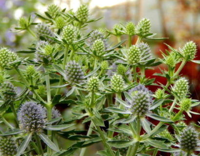 Eryngium planum ‘Blue Hobbit’ - kruisdistel