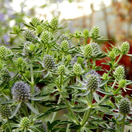 Eryngium planum ‘Blue Hobbit’ - kruisdistel