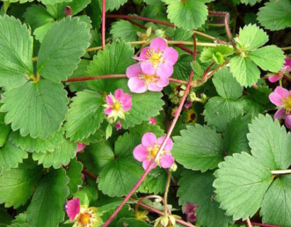 Fragaria ‘Lipstick’ - sieraardbei