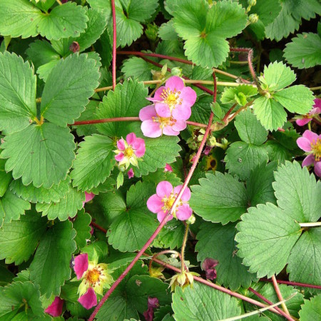 Fragaria ‘Lipstick’ - sieraardbei