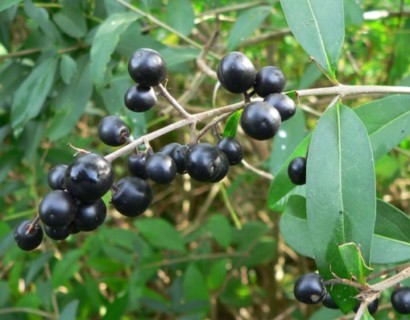 Ligustrum vulgare - Gewone liguster