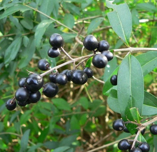 Ligustrum vulgare - Gewone liguster