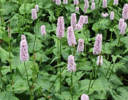 Persicaria bistorta - duizendknoop