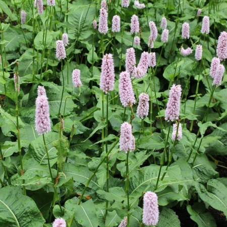 Persicaria bistorta - duizendknoop