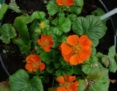 Geum  coccineum ‘Cooky’ (grote pot) - Nagelkruid