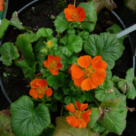 Geum  coccineum ‘Cooky’ (grote pot) - Nagelkruid