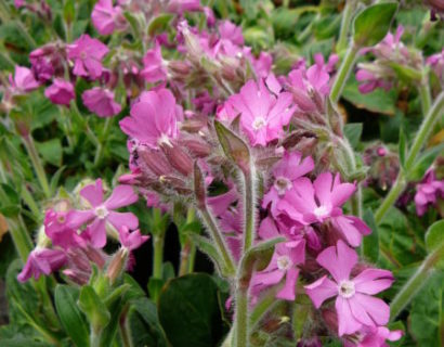 Silene ‘Rollies Favourite’ (grote pot) - Dagkoekoeksbloem of Lijmkruid