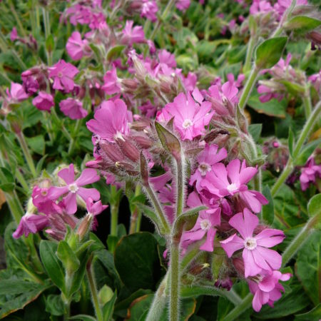 Silene ‘Rollies Favourite’ (grote pot) - Dagkoekoeksbloem of Lijmkruid