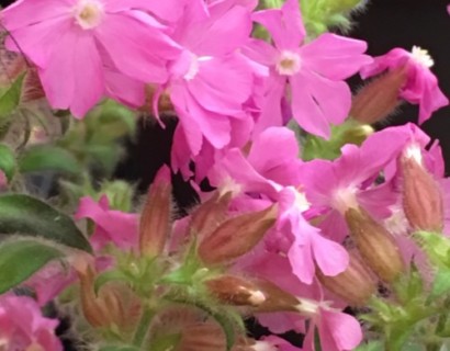 Silene ‘Rollies Favourite’ pot 3 liter - Dagkoekoeksbloem of Lijmkruid