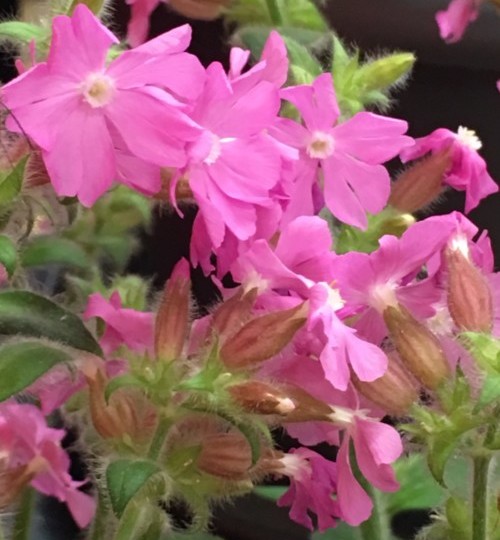 Silene ‘Rollies Favourite’ pot 3 liter