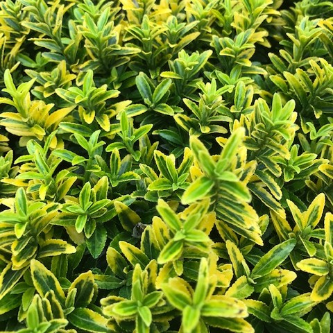 Euonymus japonicus ‘Microphyllus Aureovariegatus’ - Kardinaalsmuts of kardinaalshoed