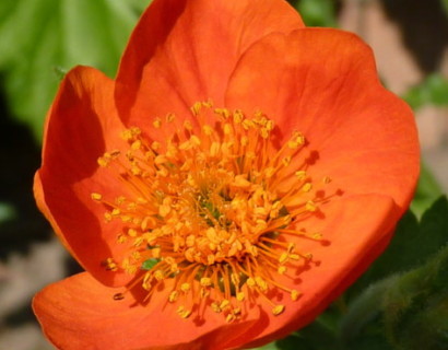 Geum coccineum 'Cooky' pot 3 liter