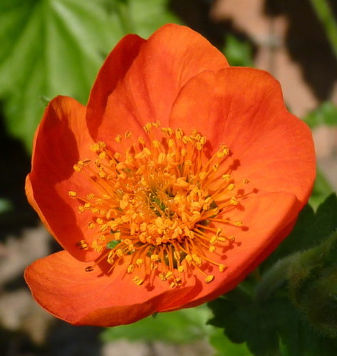 Geum coccineum ‘Cooky’ pot 3 liter