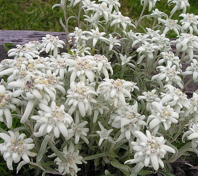 Leontopodium alpinum ‘Blossom of Snow’ (grote pot) - Edelweiss