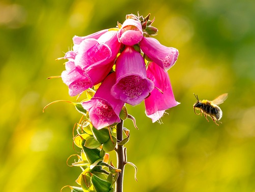 Digitalis purpurea ‘Pink’ (grote pot) - Vingerhoedskruid