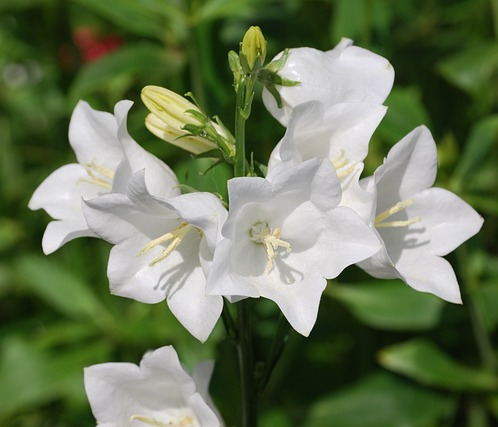 Campanula persicifolia ‘Alba’ - Klokjesbloem
