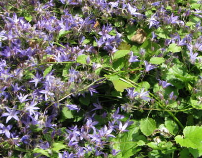 Campanula poscharskyana ‘Blauranke’ (grote pot) - klokjesbloem