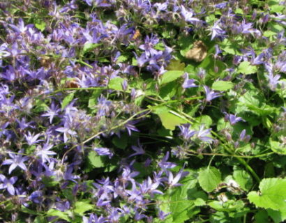 Campanula poscharskyana ‘Blauranke’  (grote pot) - klokjesbloem