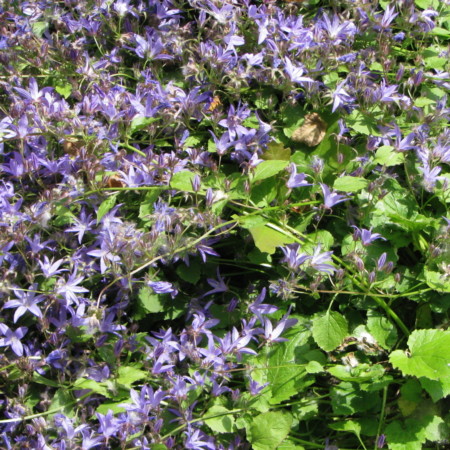 Campanula poscharskyana ‘Blauranke’  (grote pot) - klokjesbloem