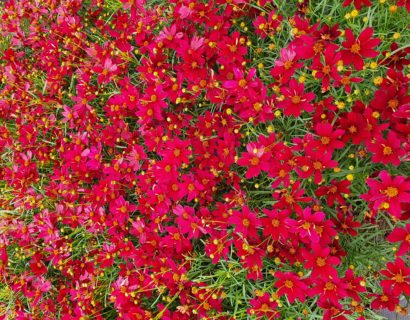 Coreopsis verticillata ‘Red Satin’ (grote pot) - meisjesogen