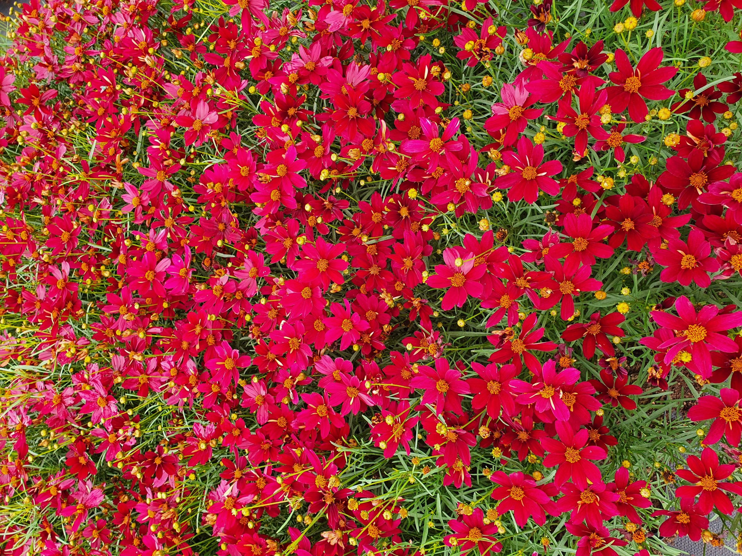 Coreopsis verticillata ‘Red Satin’ (grote pot) - meisjesogen