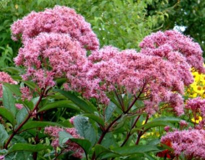 Eupatorium ‘Baby Joe’  (grote pot) - leverkruid / koninginnenkruid