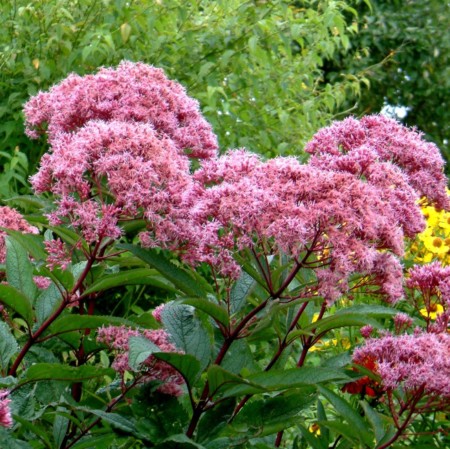 Eupatorium ‘Baby Joe’  (grote pot) - leverkruid / koninginnenkruid