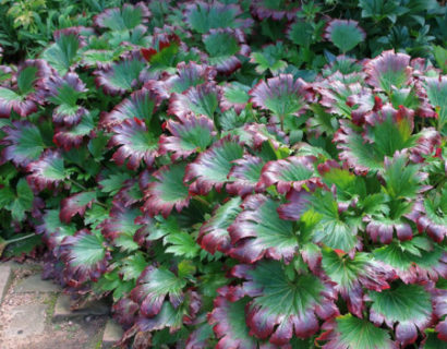 Mukdenia rossii ‘Karasuba’  (grote pot) - mukdenia