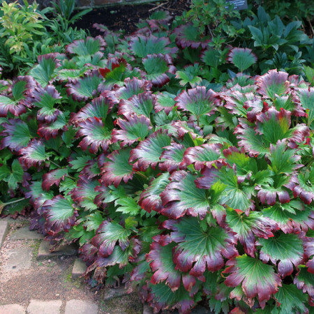 Mukdenia rossii ‘Karasuba’  (grote pot) - mukdenia