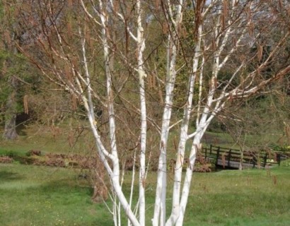 Betula utilis meerstammig - Witte himalayaberk