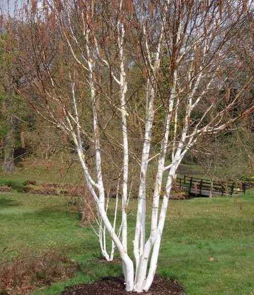 Betula utilis meerstammig - Witte himalayaberk