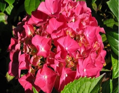 Hydrangea macrophylla ‘Alpenglühen’ - Hortensia